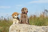 CORGI PEMBROKE & BRAQUE DE WEIMAR 042